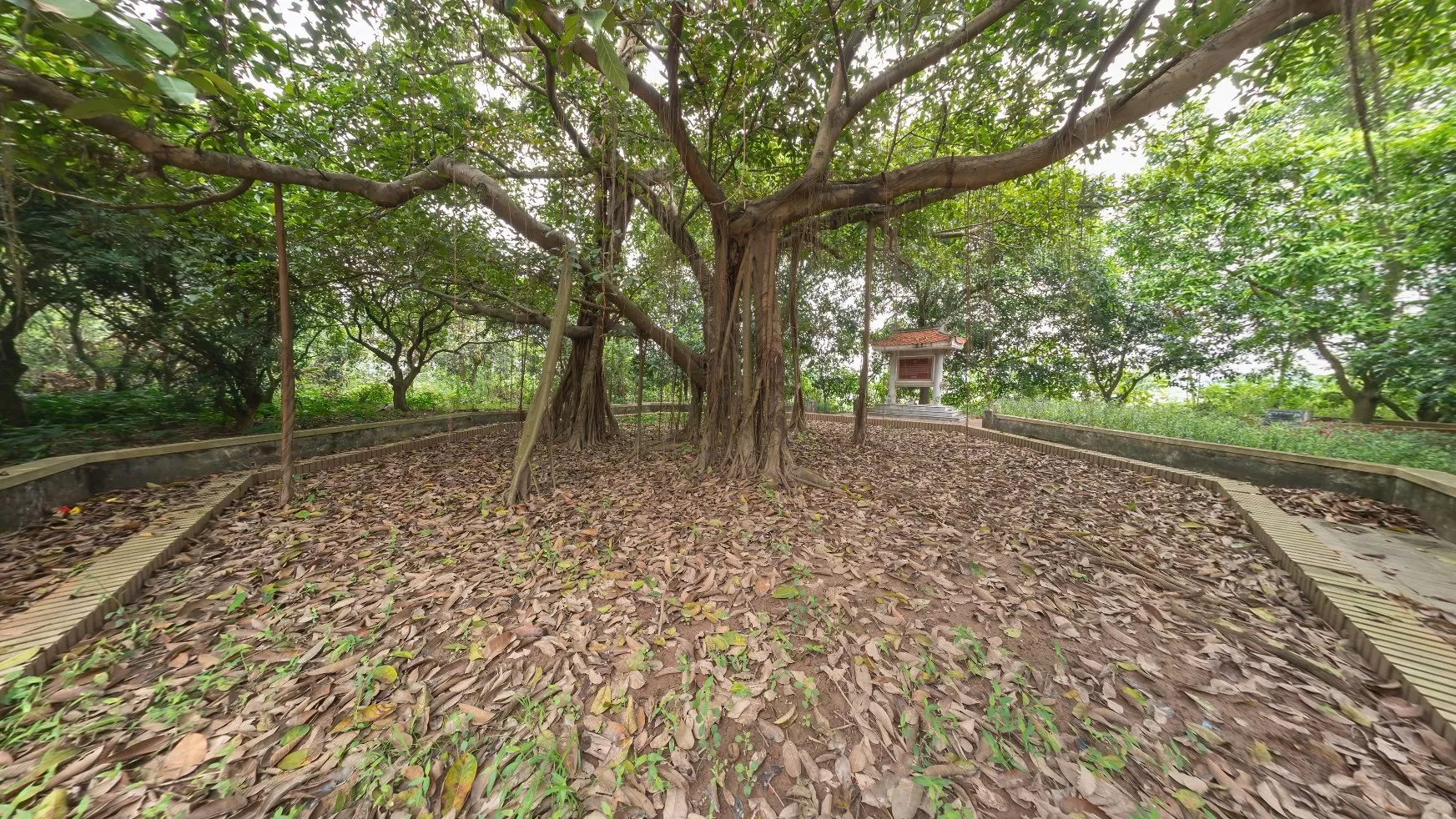Cây đa Bác Hồ (thôn Tiên Hội)